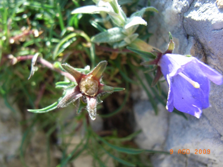 Monte Miletto - Edraianthus graminifolius